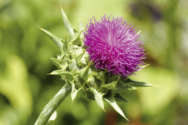 Mariendistel Hier sieht man die Pflanze Mariendistel.